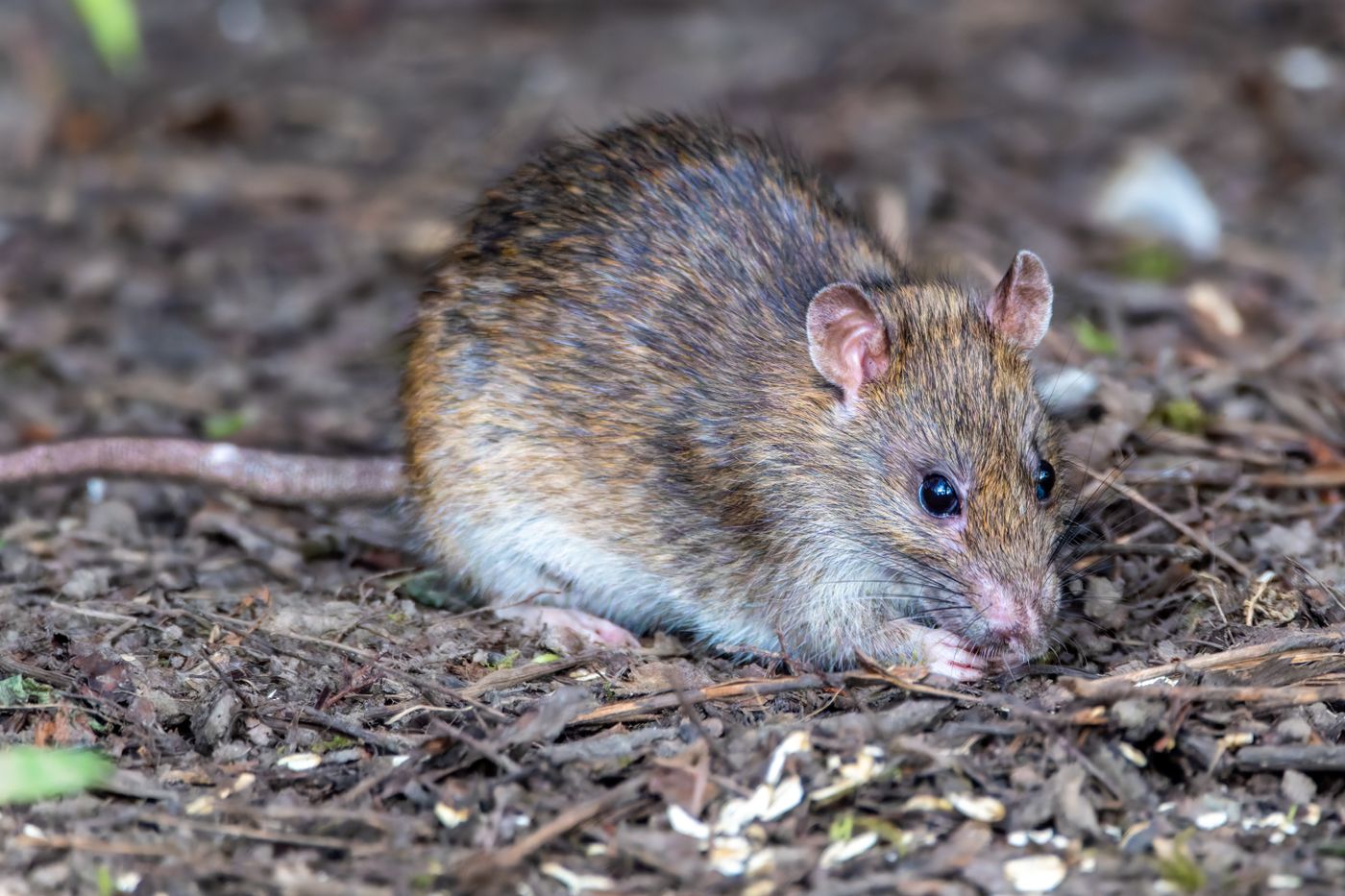 Rat that can cause rodent damage to car wiring